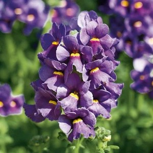 Image Credit: Kernock Park Plants