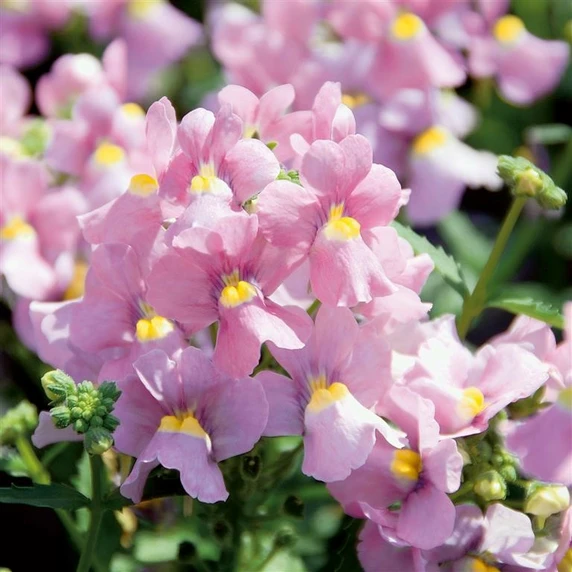 Image Credit: Kernock Park Plants