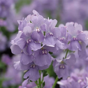 Image Credit: Kernock Park Plants