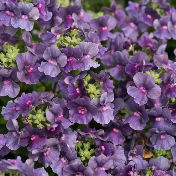 Nemesia 'Lady Anne'