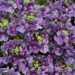 Nemesia 'Lady Anne'