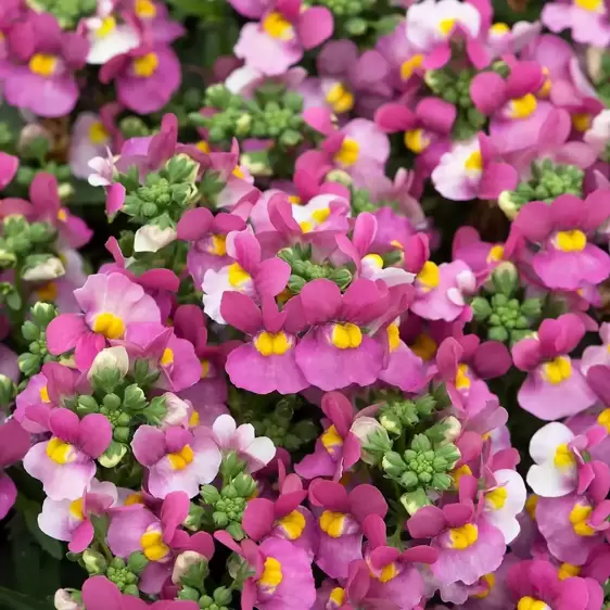 Nemesia 'Lady Dawn'