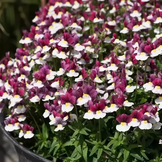 Nemesia 'Lady Emma' - image 2