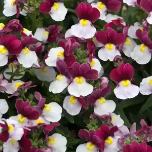 Nemesia 'Lady Emma' - image 1