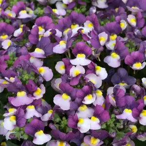 Nemesia 'Lady Jane' - image 1