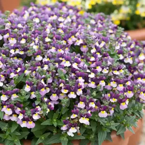 Nemesia 'Lady Jane' - image 2