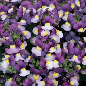 Nemesia 'Lady Kate'