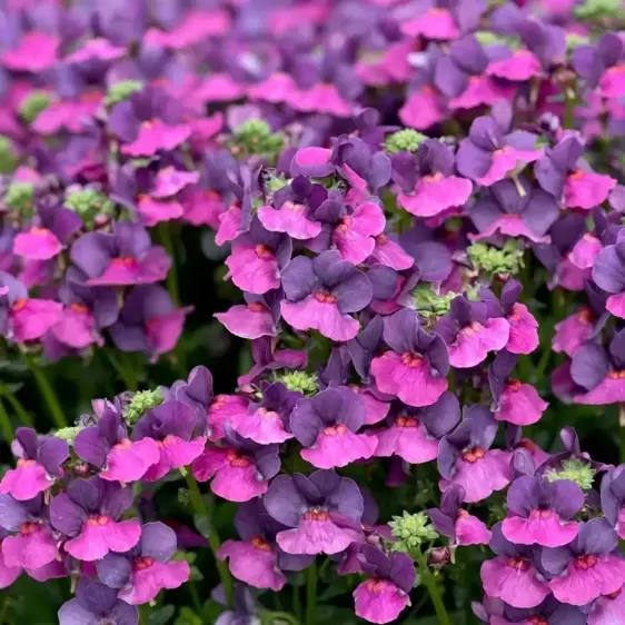 Nemesia 'Lady Lisa'