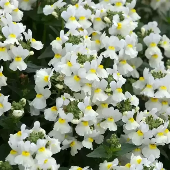 Nemesia 'Lady Mary'