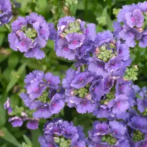 Nemesia 'Myrtille' 2L - image 2