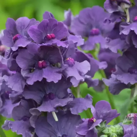 Nemesia 'Myrtille' 2L - image 1