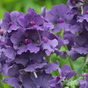 Nemesia 'Myrtille' 2L - image 1