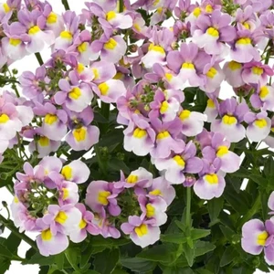 Nemesia Nuvo 'Pink Bicolour'