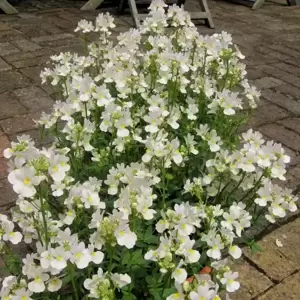 Nemesia 'Wisley Vanilla' 10.5cm