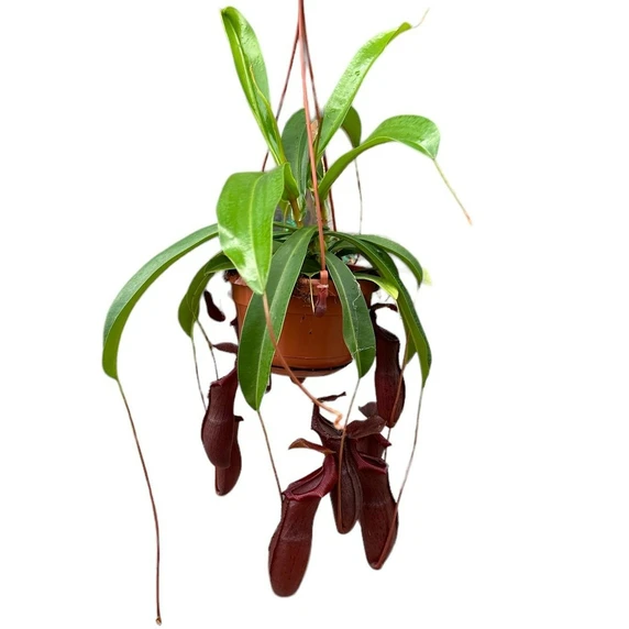 Nepenthes 'Bill' 14cm Hanging Pot