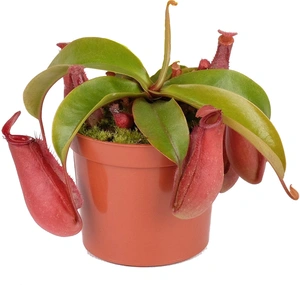 Nepenthes 'Bloody Mary' 8.5cm - image 2