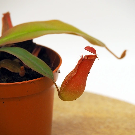 Nepenthes 'Bloody Mary' 8.5cm - image 1