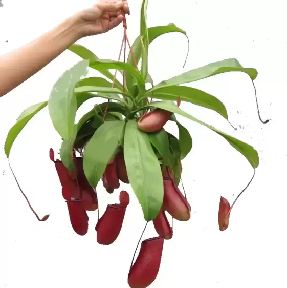 Nepenthes 'Bloody Mary' 14cm Hanging Pot