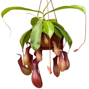Nepenthes 'Dark Secret'