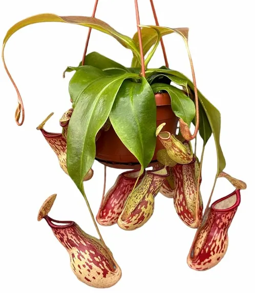 Nepenthes gaya 14cm Hanging Pot - image 2