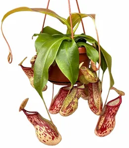 Nepenthes gaya 14cm Hanging Pot - image 2