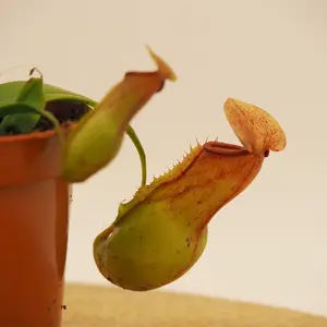 Nepenthes gaya 14cm Hanging Pot - image 1