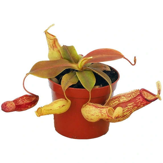 Nepenthes gaya 8.5cm - image 2