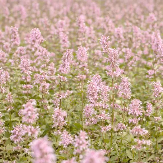 Nepeta racemosa 'Amelia' - image 2
