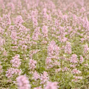 Nepeta racemosa 'Amelia' - image 2