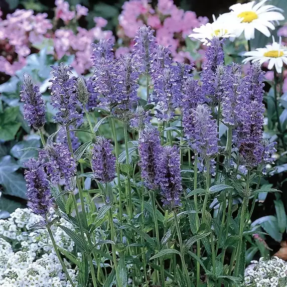Nepeta nervosa 'Blue Moon' 2L - image 2