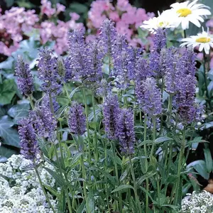 Nepeta nervosa 'Blue Moon' 2L - image 2