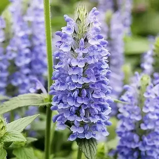 Nepeta nervosa 'Blue Moon' 2L - image 1