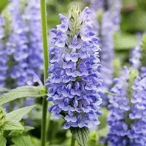 Nepeta nervosa 'Blue Moon' 2L - image 1