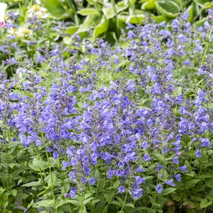 Picture - Concept Plants