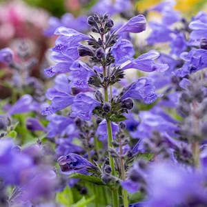 Picture - Concept Plants