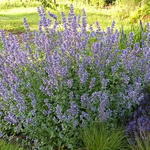 Nepeta grandiflora 'Bramdean'