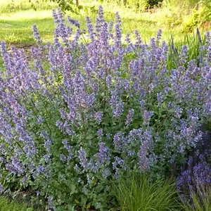 Nepeta grandiflora 'Bramdean'