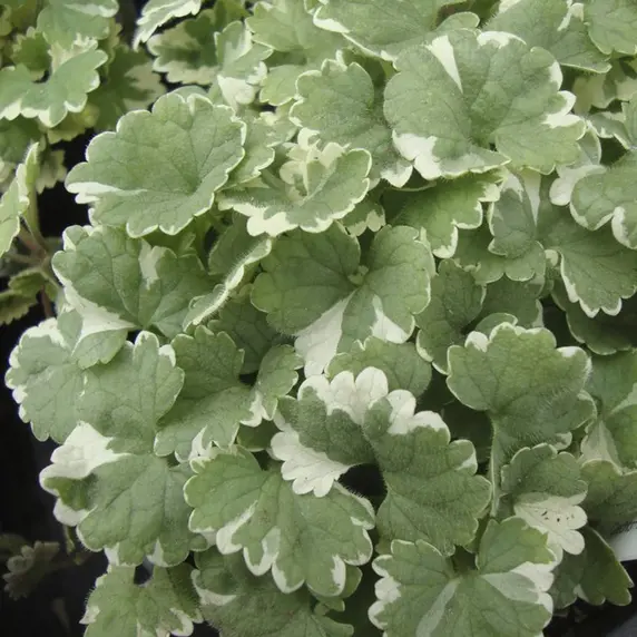 Nepeta hederacea