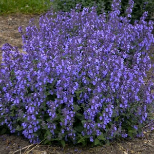 Nepeta x faassenii  'Kit Cat' 1L