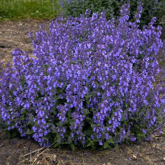 Nepeta 'Picture Purrfect' ℗ - Walters Gardens, Inc