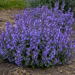 Nepeta 'Picture Purrfect' ℗ - Walters Gardens, Inc
