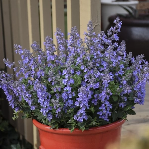 Nepeta 'Picture Purrfect' ℗ - Walters Gardens, Inc