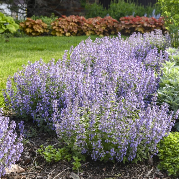 Nepeta 'Picture Purrfect' ℗ - Walters Gardens, Inc
