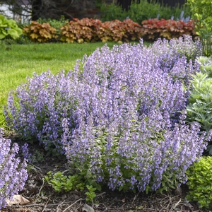 Nepeta 'Picture Purrfect' ℗ - Walters Gardens, Inc