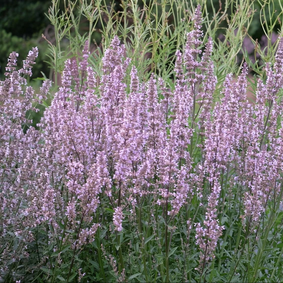 Nepeta nuda 'Purple Cat'