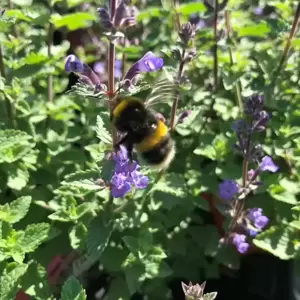 Nepeta 'Purrsian Blue' 1L - image 3