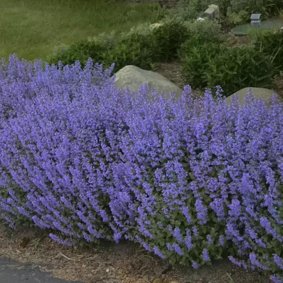 Nepeta 'Purrsian Blue' ℗ - Walters Gardens, Inc