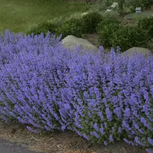 Nepeta 'Purrsian Blue' ℗ - Walters Gardens, Inc