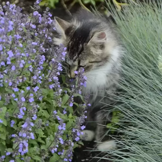 Nepeta 'Purrsian Blue' ℗ - Walters Gardens, Inc