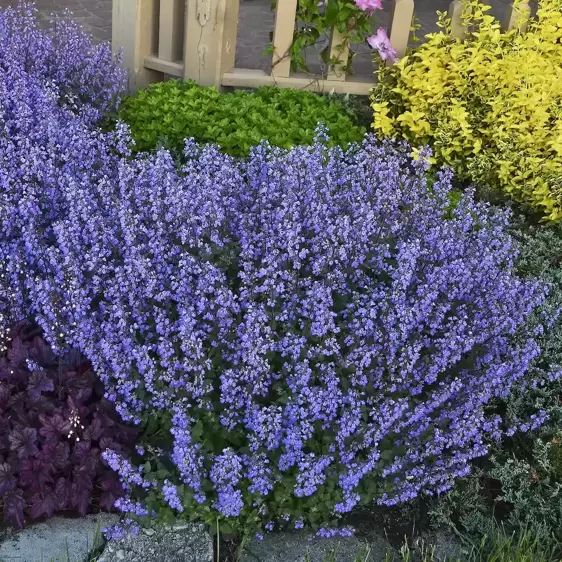 Nepeta 'Purrsian Blue' ℗ - Walters Gardens, Inc